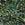 Grossiste en Miyuki Delica 11/0 ever green mix (5g)