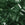 Vente au détail Cc146 - perles Miyuki tila transparent green 5mm (25)